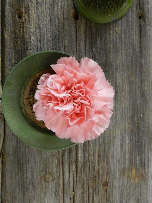 KAORI  PINK CARNATIONS